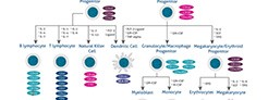 23223_Resources_3 Hematopoietic Stem Cells Poster